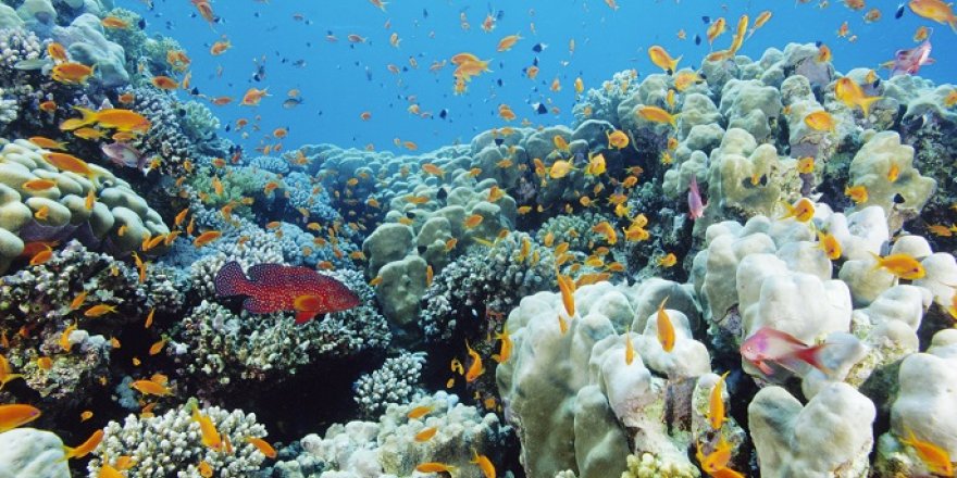 Mercan resiflerinin geleceği tehlikede