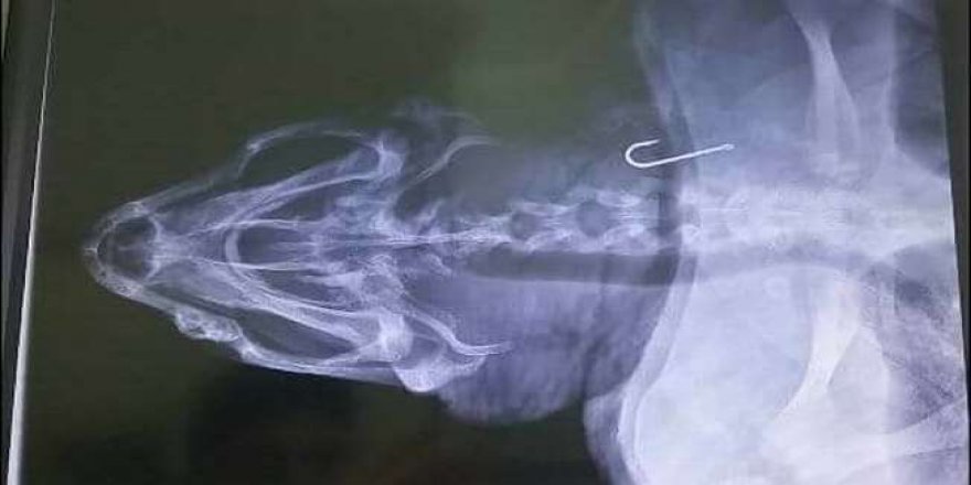 Caretta Caretta'nın röntgeninde balıkçı kancası