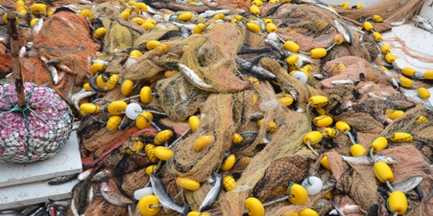 Sinoplu balıkçılar 1 ton kefal yakaladı