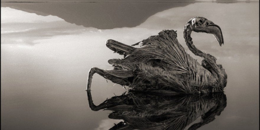 Tanzanya’daki bu göle giren taş kesiliyor!