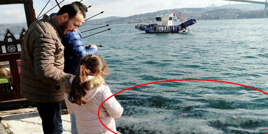 İstanbul Boğazı'nı denizanaları bastı