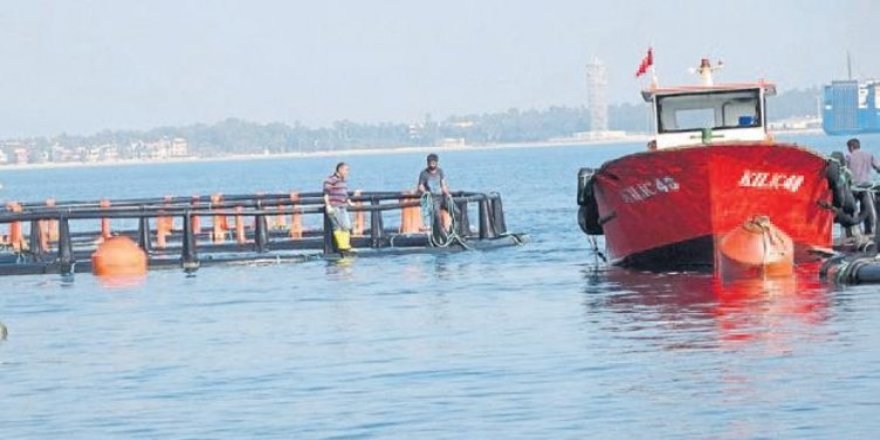 Mersin'deki balık çiftlikleri Dana adasına taşındı