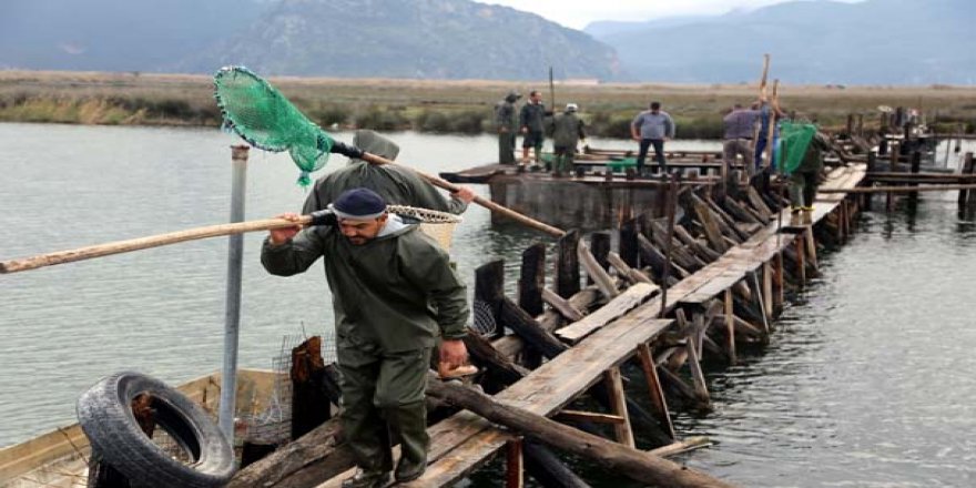 Dalyan Kanalı’nda 500 ton kefal üretiliyor