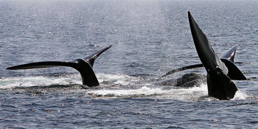 Kuzey Atlantik balinaları yok olmak üzere