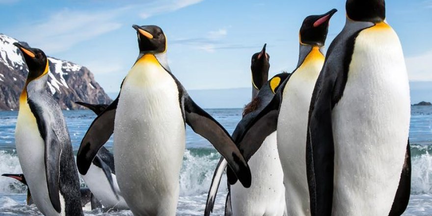 Kral penguenlere küresel ısınma tehdidi