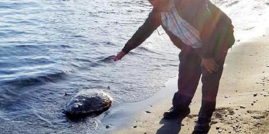 Başı kopmuş caretta caretta bulundu