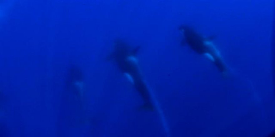 Yeni bir katil balina türü keşfedildi