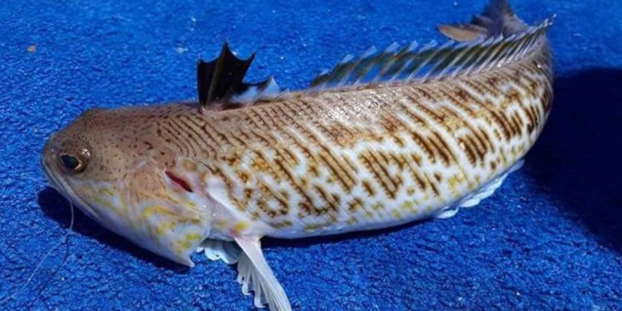 Dünyanın en zehirli balığı Muğla’da yakalandı