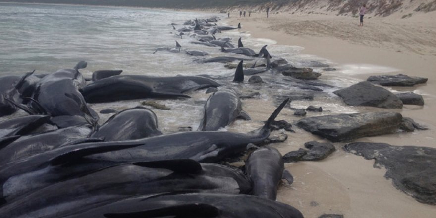 Yeni Zelanda sahilleri ölü balina çöplüğüne döndü