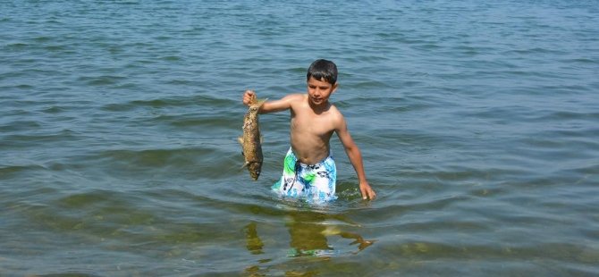 İznik Gölü'nde kiloluk balıklar sahile vurdu