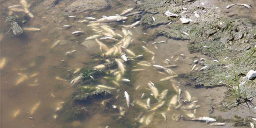 Yeşilırmak'ta korkutan balık ölümleri