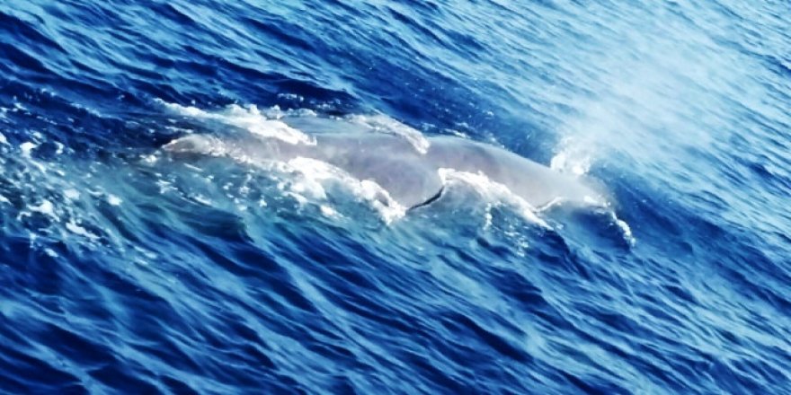 Fethiye açıklarında kaşalot cinsi balina görüntülendi