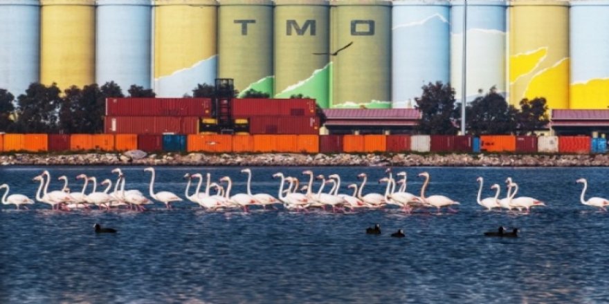 İzmir Deniz Ticaret Odası yarışması sonuçlandı