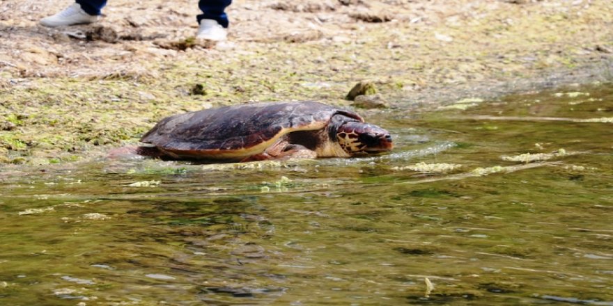 'Caretta Özgür' 6 ay sonra özgürlüğüne kavuştu