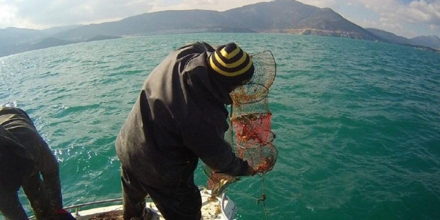 Kaçak avlanan kerevitin yarısı canlı kurtarılabildi