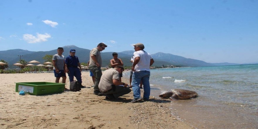 Yine caretta caretta ölüsü sahile vurdu