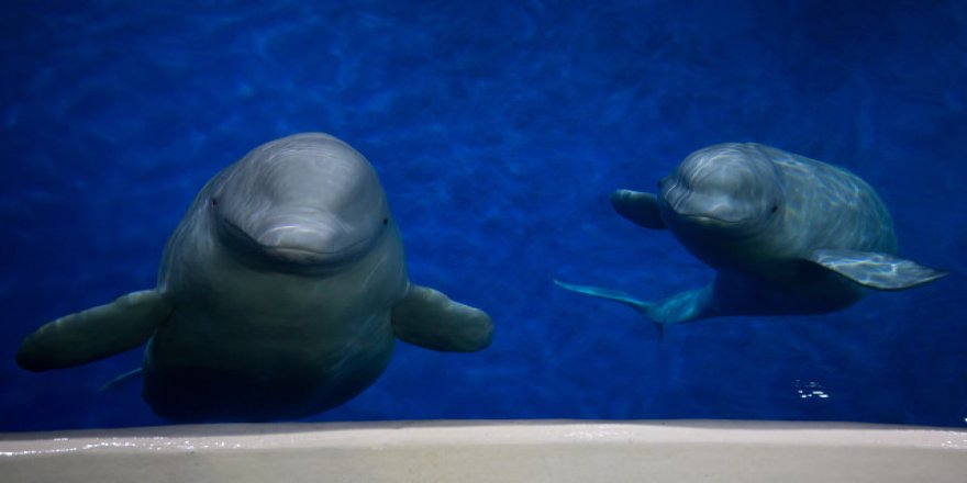 Beluga balinaları için barınak kuruluyor