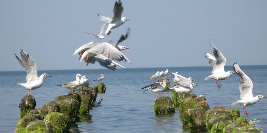 Baltık Denizi’ndeki felaketin başlıca sebebi açıklandı