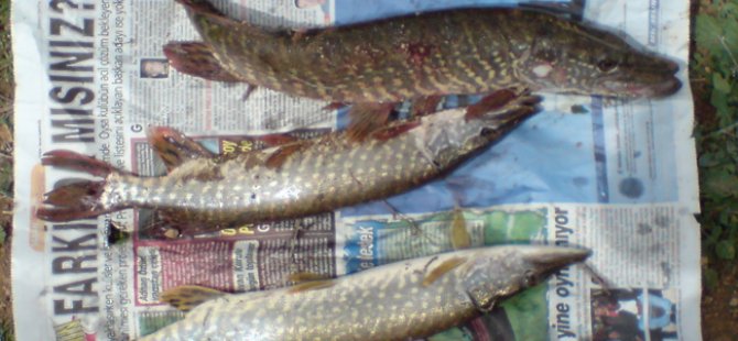 İznik Gölü'nde balık ölümleri artıyor