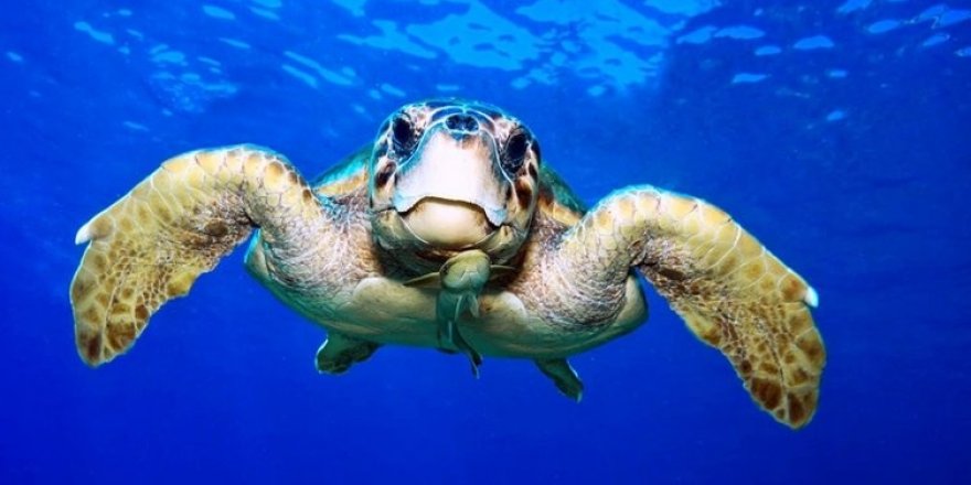 İnternetten caretta kabuğundan tespih satışı