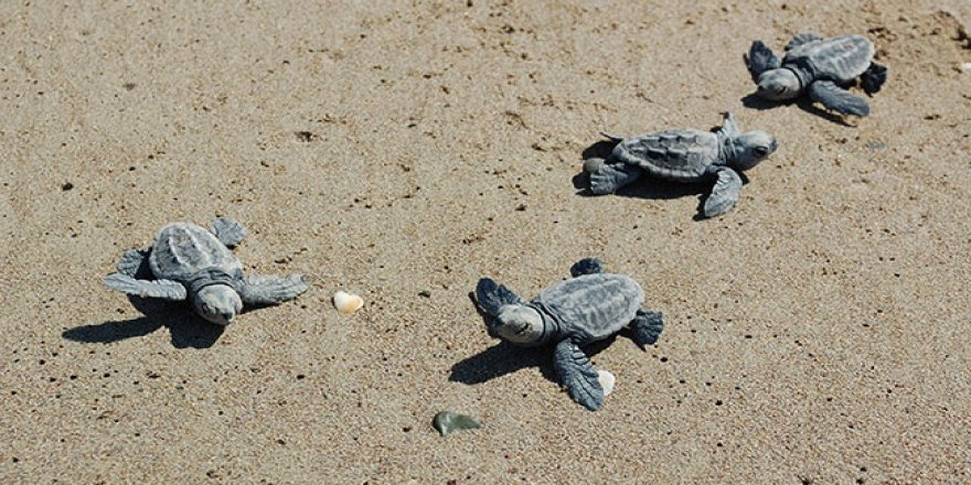 7 bin 612 caretta Akdeniz’de zorlu yolculuğa çıktı