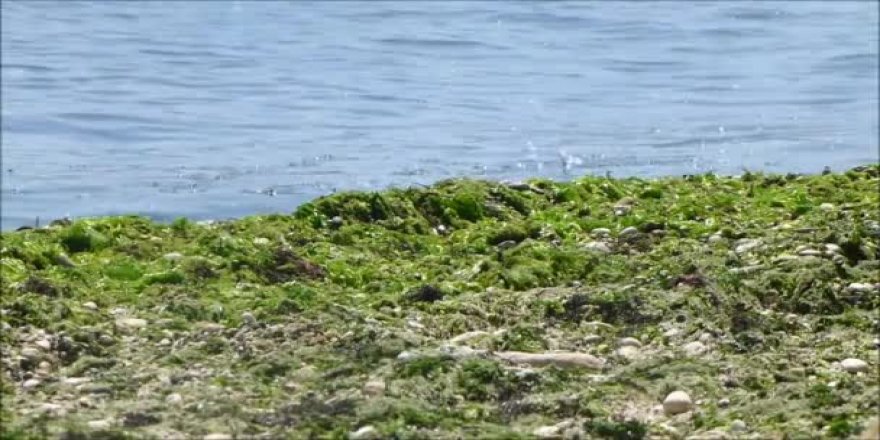 Plajlardaki yosuna karşı bariyerli önlem