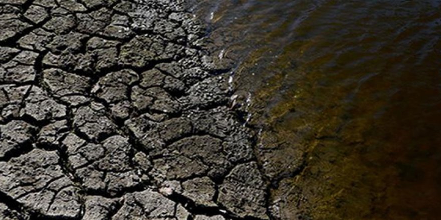 100 ton balık kuraklık nedeniyle öldü