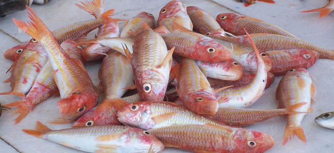 Balık fiyatlarındaki yükseliş önlenemiyor
