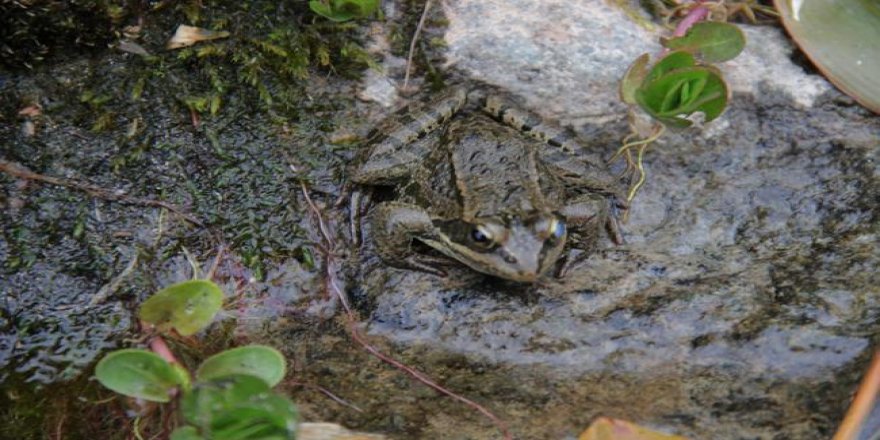 Dünyanın ötmeyen tek kurbağası Türkiye göllerinde