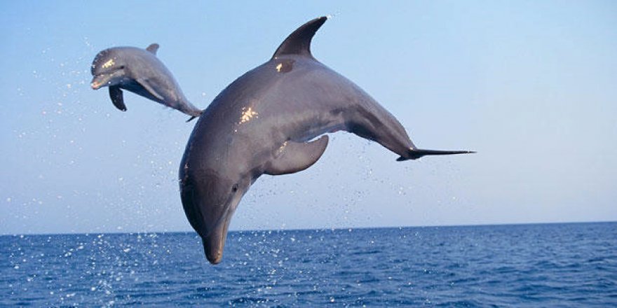 Oyunbaz yunus nedeniyle turistlere yüzme yasağı