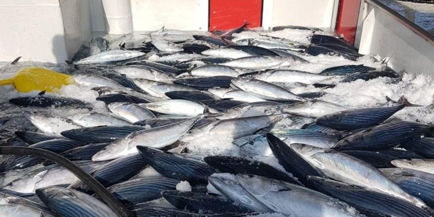 Karadeniz’de fırtına balık fiyatını katladı