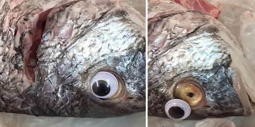 Taze gözüksün diye balıklara oyuncak göz taktı!