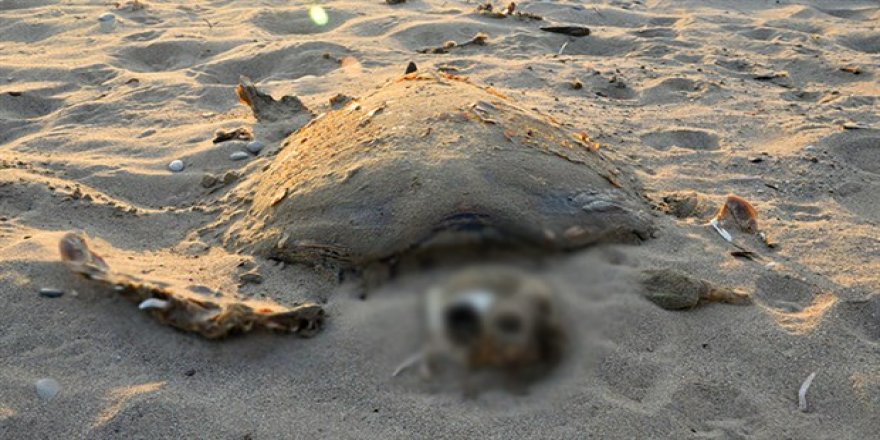 Caretta carettalar, balıkçıların kurbanı oluyor