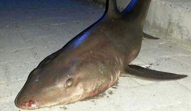 Kocaeli'de köpek balığı sahile vurdu