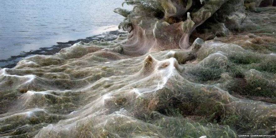 Sahil örümcek ağlarıyla kaplandı, halk panikledi