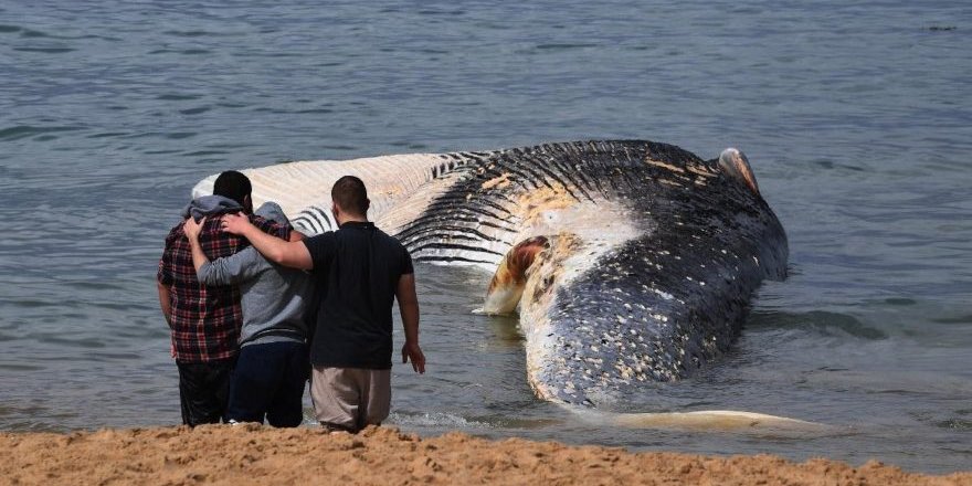 18 metre boyundaki dev balina kıyıya vurdu…