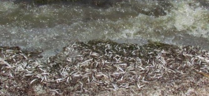 Bafa Gölü'nde toplu balık ölümleri endişe yaratıyor