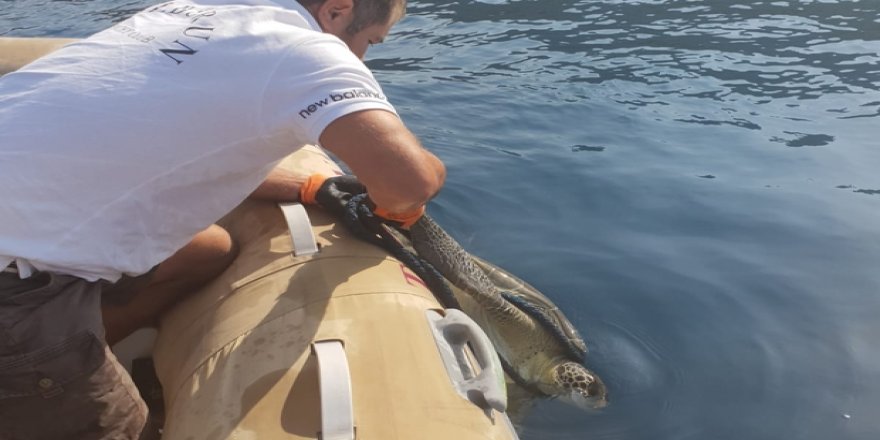 Ayağına 'Taş' bağlanan caretta kurtarıldı