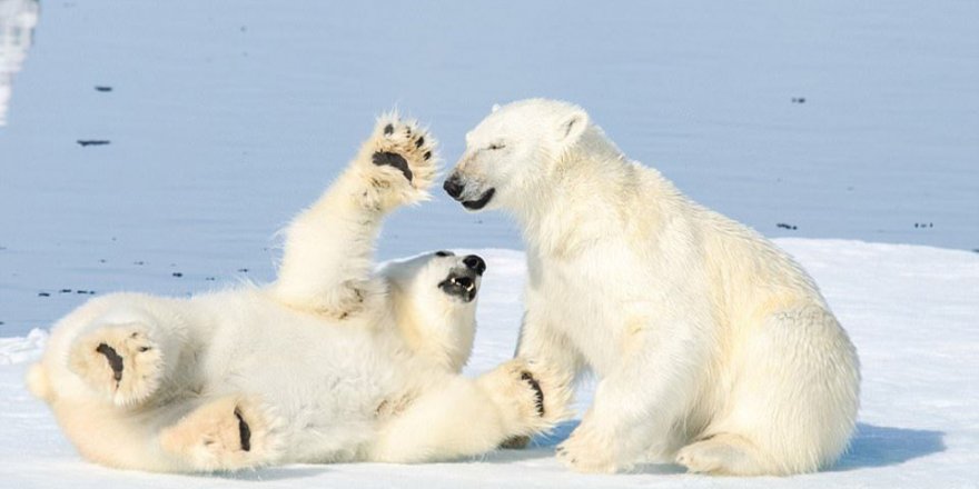 Kutup ayısı devriyeleri kurulmaya başlandı