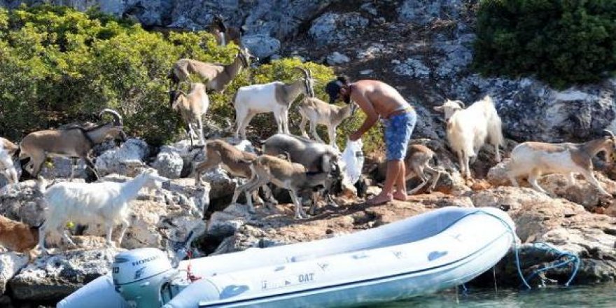 Aşırlı Adası'nın tek sahipleri keçiler