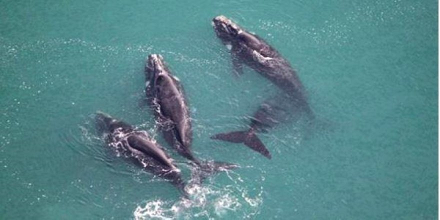 Japonya'da yeni balina türü keşfedildi