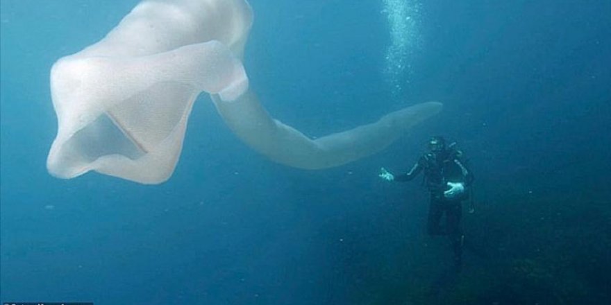 Yeni Zelanda açıklarında 8 metrelik gizemli canlı