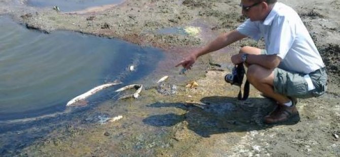 Çanakkale'de yaşanan balık ölümleri endişe yarattı