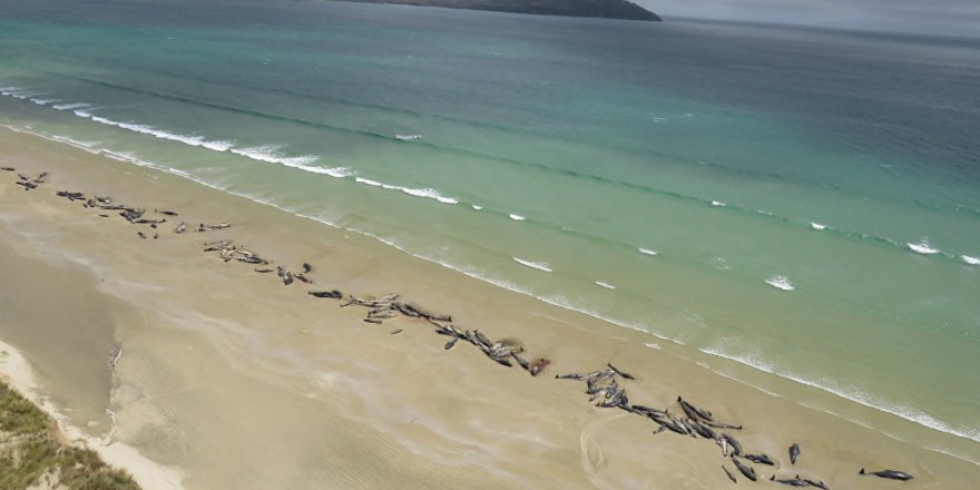 Kıyıya vuran 145 balina öldü