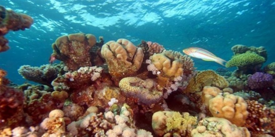 Mercan resifleri tarihe karışıyor