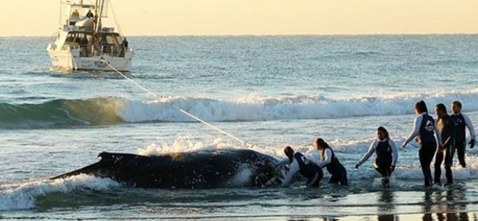 Avustralya'da dev balina karaya vurdu