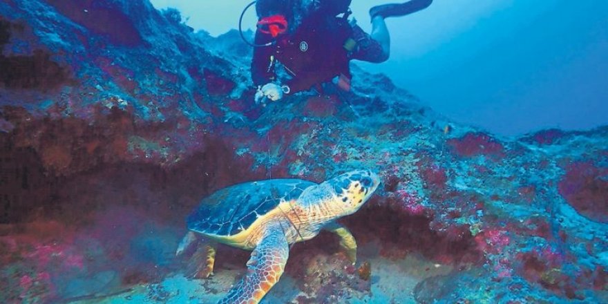 Kaymakam caretta carettayı ölümden kurtardı