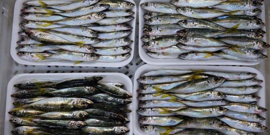 Türkiye'den 64 ülkeye balık ihracatı