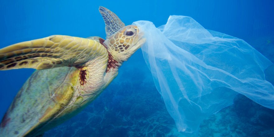 Carettaların bağırsağında mikroplastik bulundu