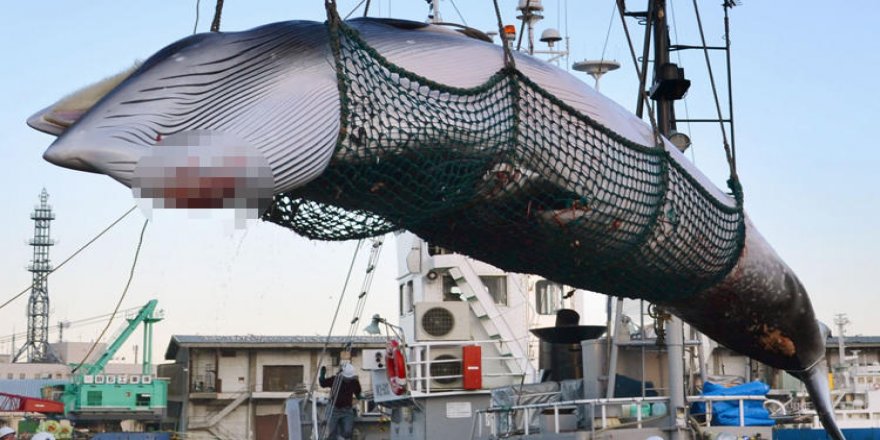 Japonya ticari balina avcılığına yeniden başlıyor